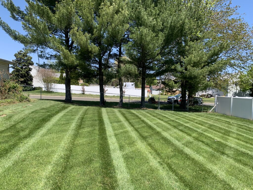 Backyard with striped mowed lawn, pine trees, and chain-link fence