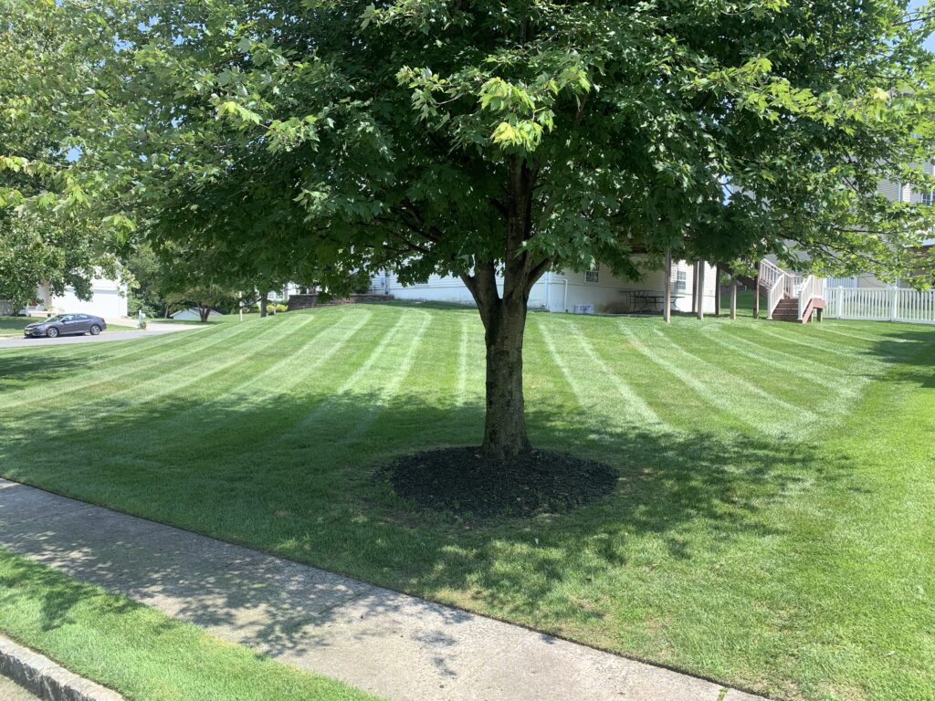 Front yard with neatly mowed striped lawn, shade tree, and mulch ring