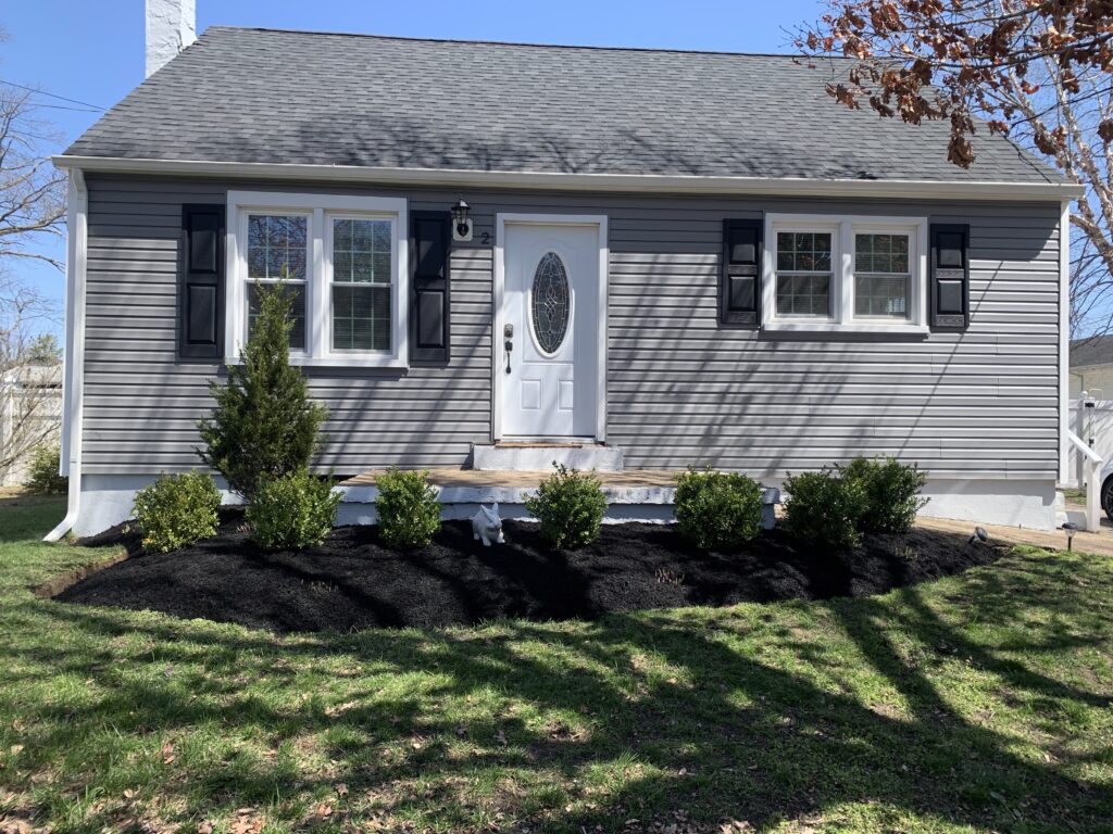 Gray Cape Cod home front yard after mulch installation with evergreens and boxwoods