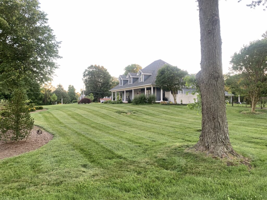 Gray Cape Cod house with wide striped lawn and large shade tree in foreground