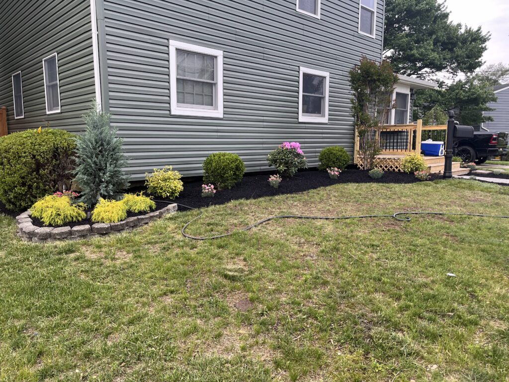 Fresh mulch bed with evergreens and flowering shrubs along side yard of gray house