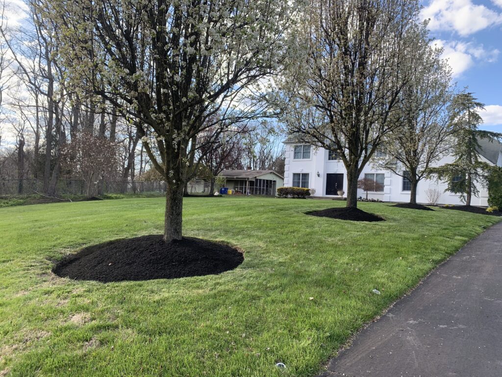 Large front yard with blooming trees and mulch rings around white house in New Jersey